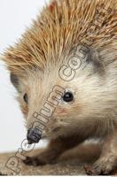Hedgehog - Erinaceus europaeus 0014